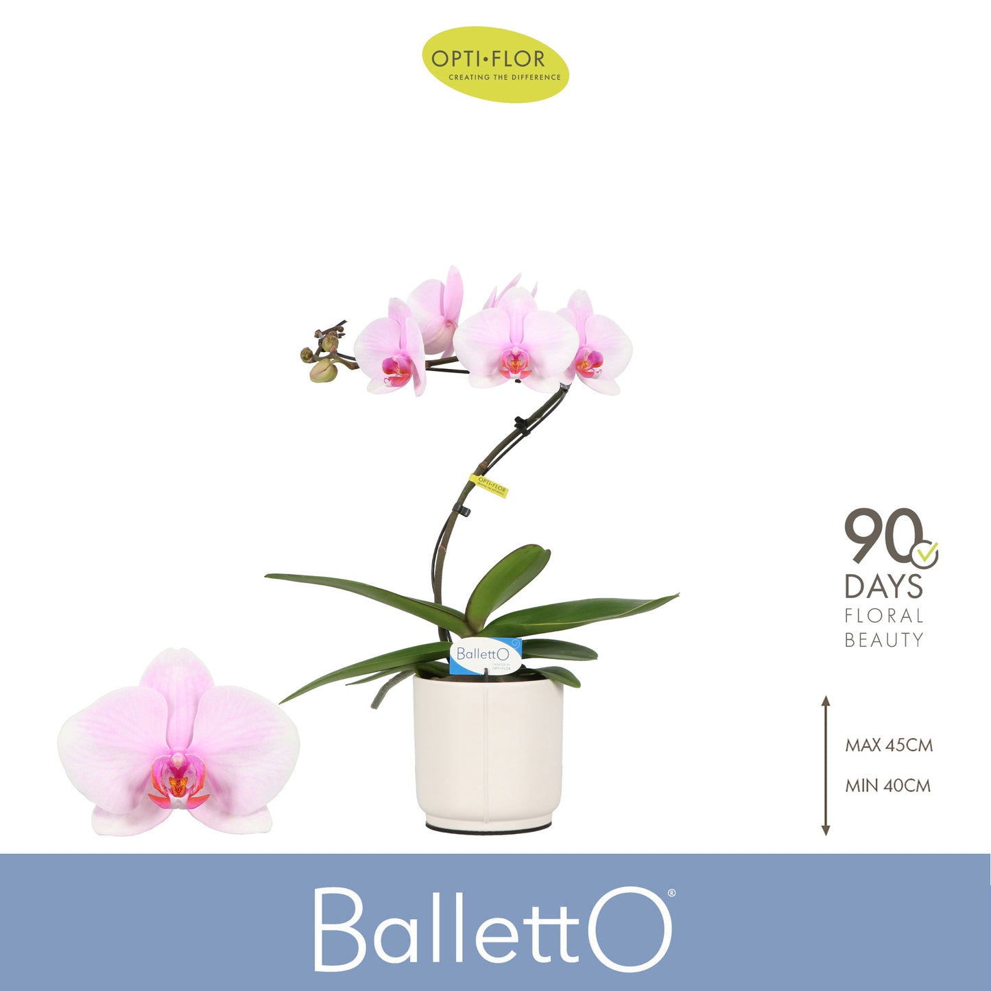 Phalaenopsis Curl Balletto (+ drp.ceramic) 45cm 12cm Pot