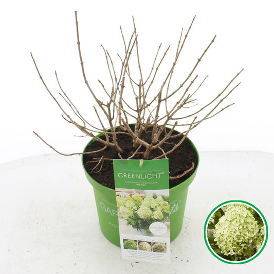 Hydrangea paniculata 50cm 23cm Pot