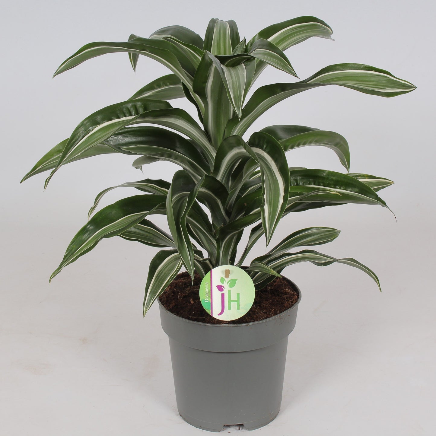 Dracaena fragrans Jade Jewel 45cm 17cm Pot