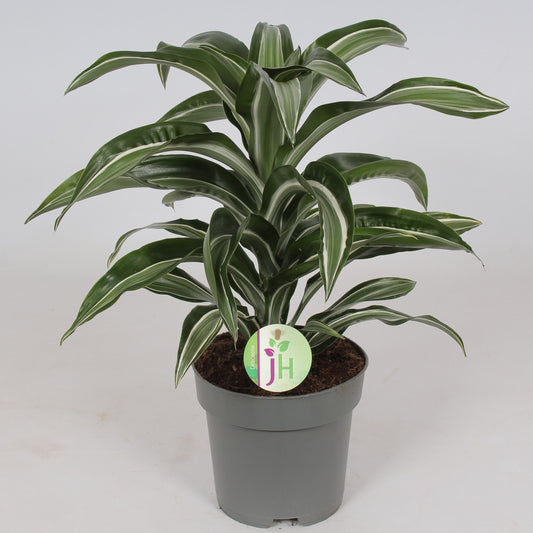 Dracaena fragrans Jade Jewel 45cm 17cm Pot