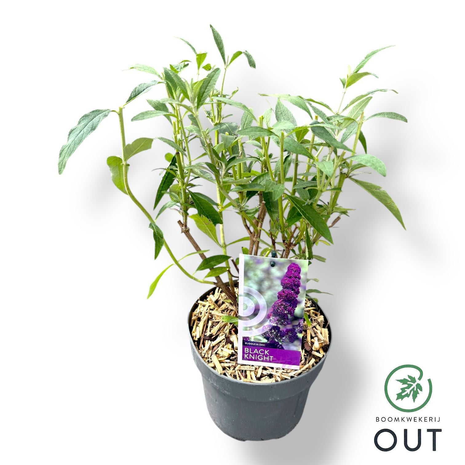 Buddleja davidii Black Knight 50cm 19cm Pot