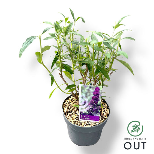 Buddleja davidii Black Knight 50cm 19cm Pot