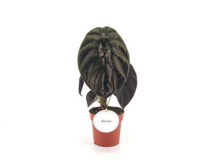 Alocasia Red Secret 30cm 12cm Pot