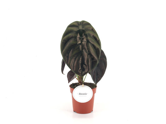Alocasia Red Secret 30cm 12cm Pot