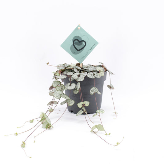 Ceropegia woodii (string of hearts) 10cm 12cm Pot