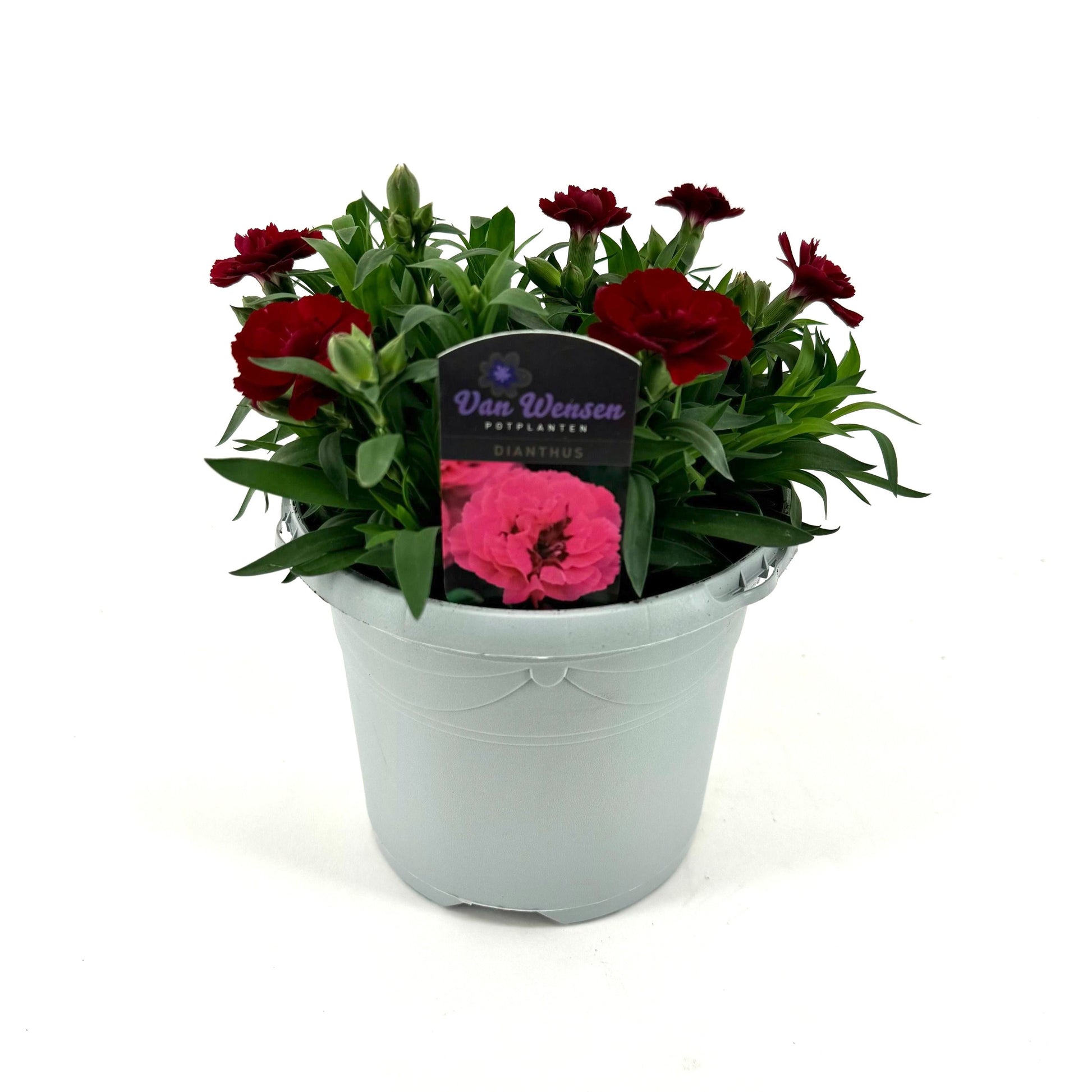 Dianthus Oscar Cherry 25cm 17cm Pot