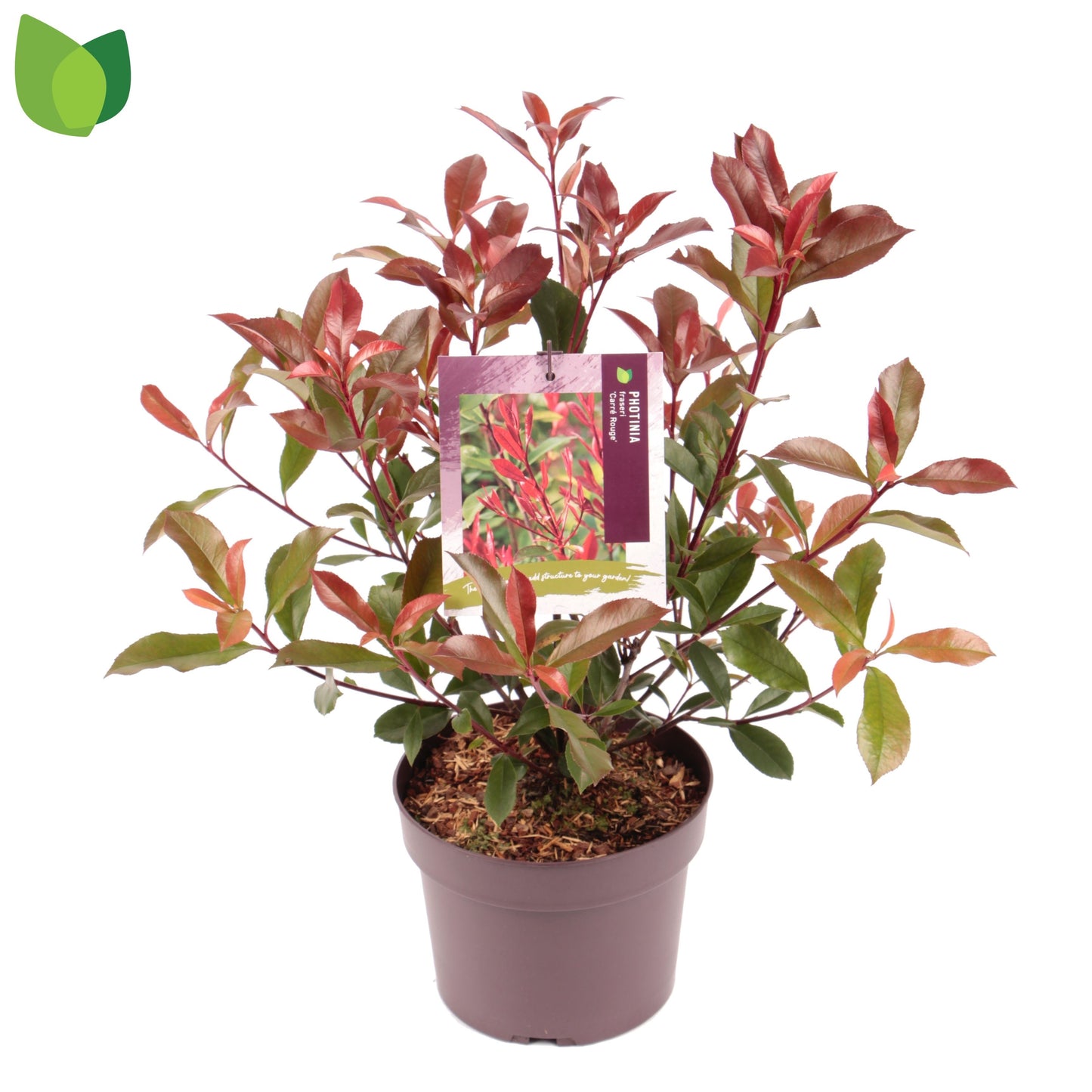 Photinia 45cm 19cm Pot