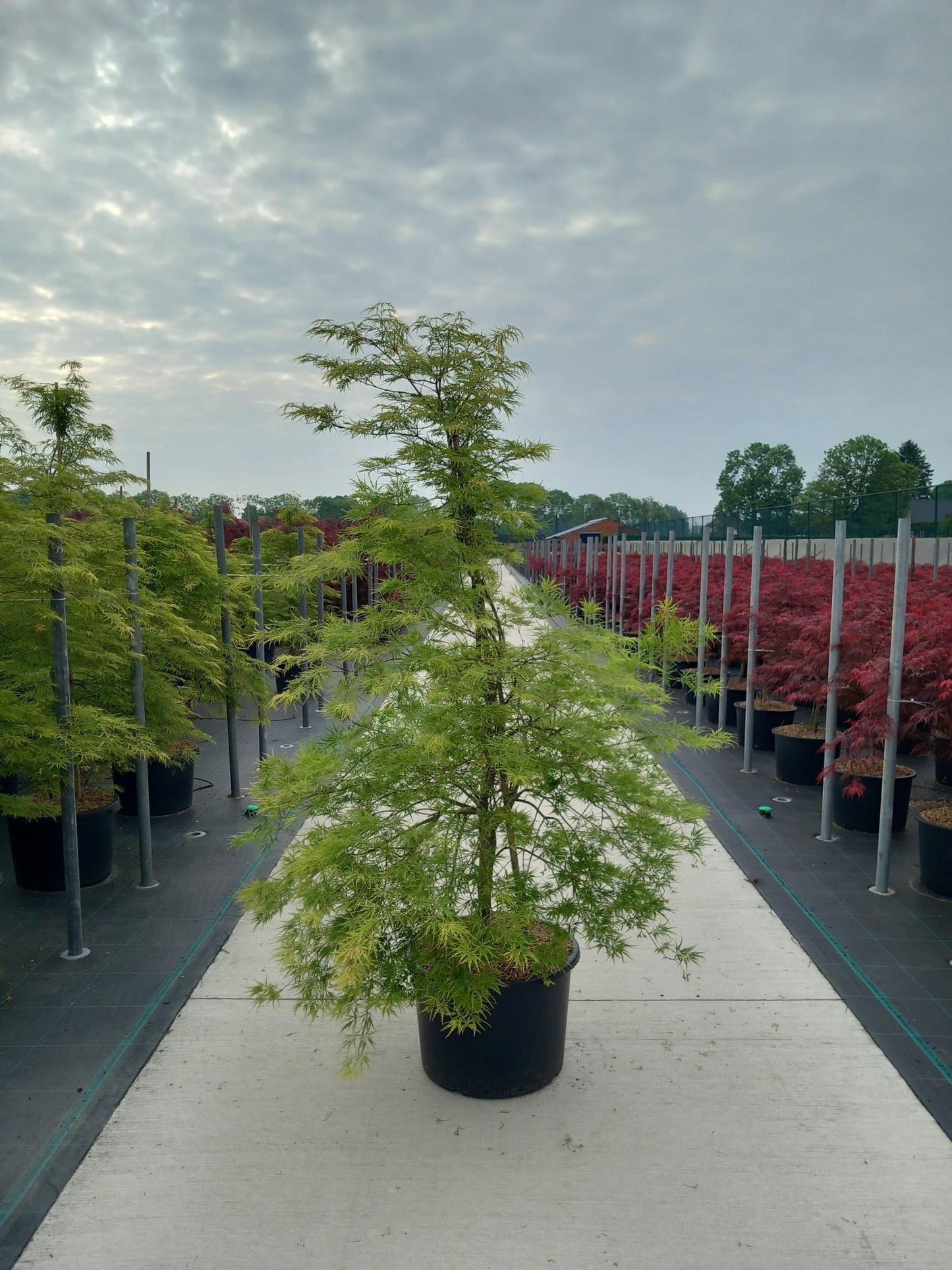 Acer Dissectum 160cm 50cm Pot