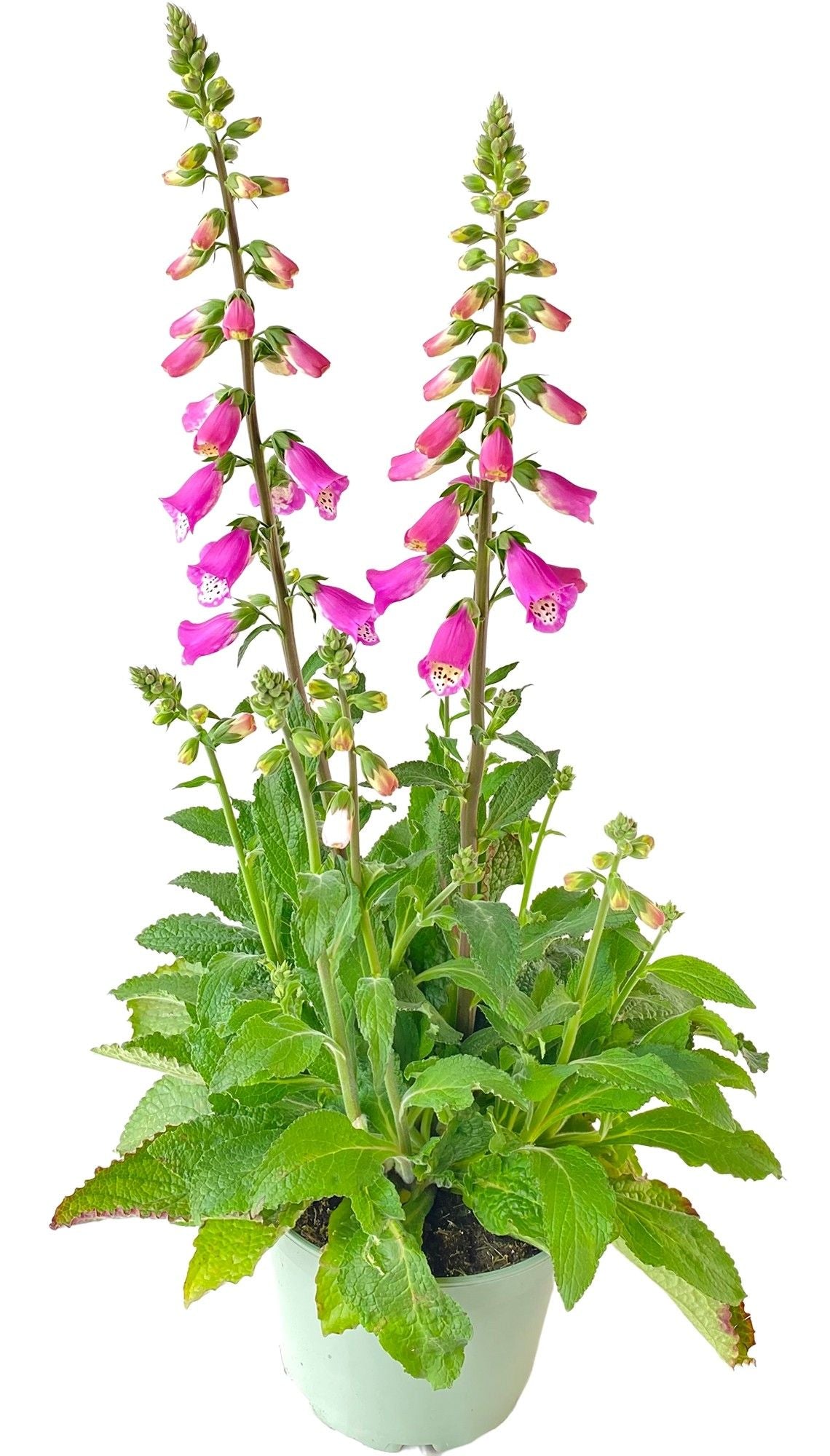 Digitalis Pink Panther 60cm 19cm Pot