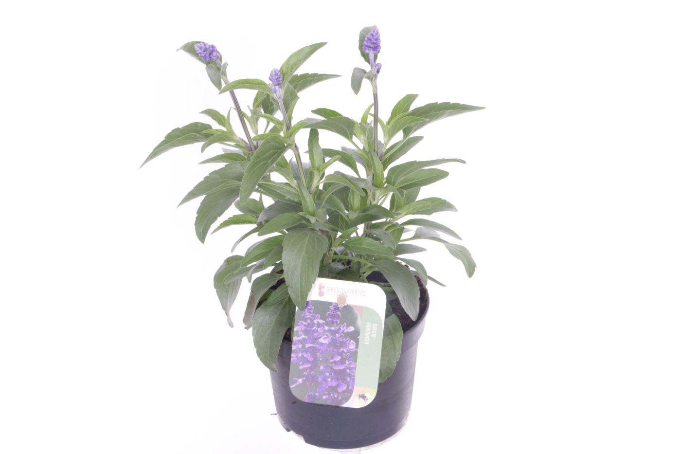 Salvia farinacea 30cm 13cm Pot
