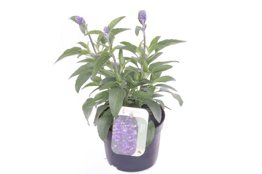 Salvia farinacea 30cm 13cm Pot