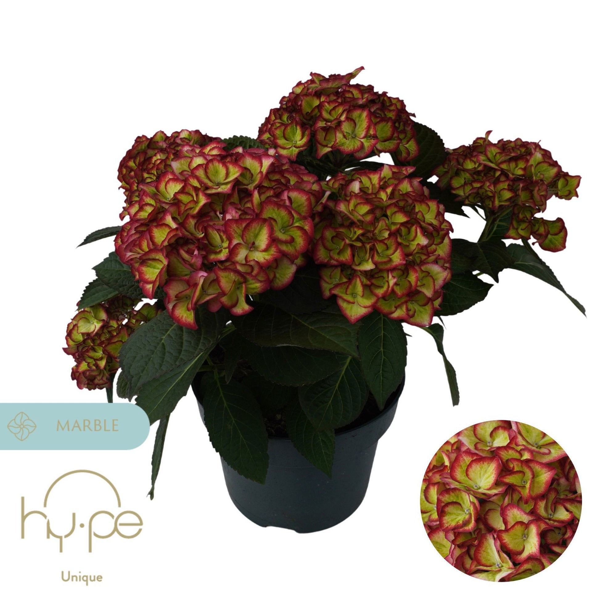 Hydrangea Hi Moon 45cm 23cm Pot