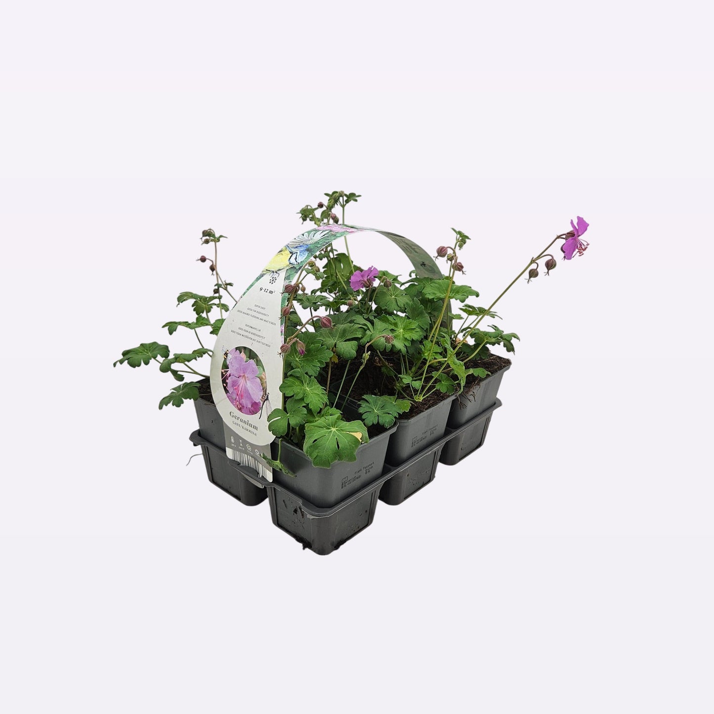 Geranium can. Karmina 5cm 9cm Pot