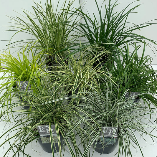 Grasses mix 60cm 23cm Pot
