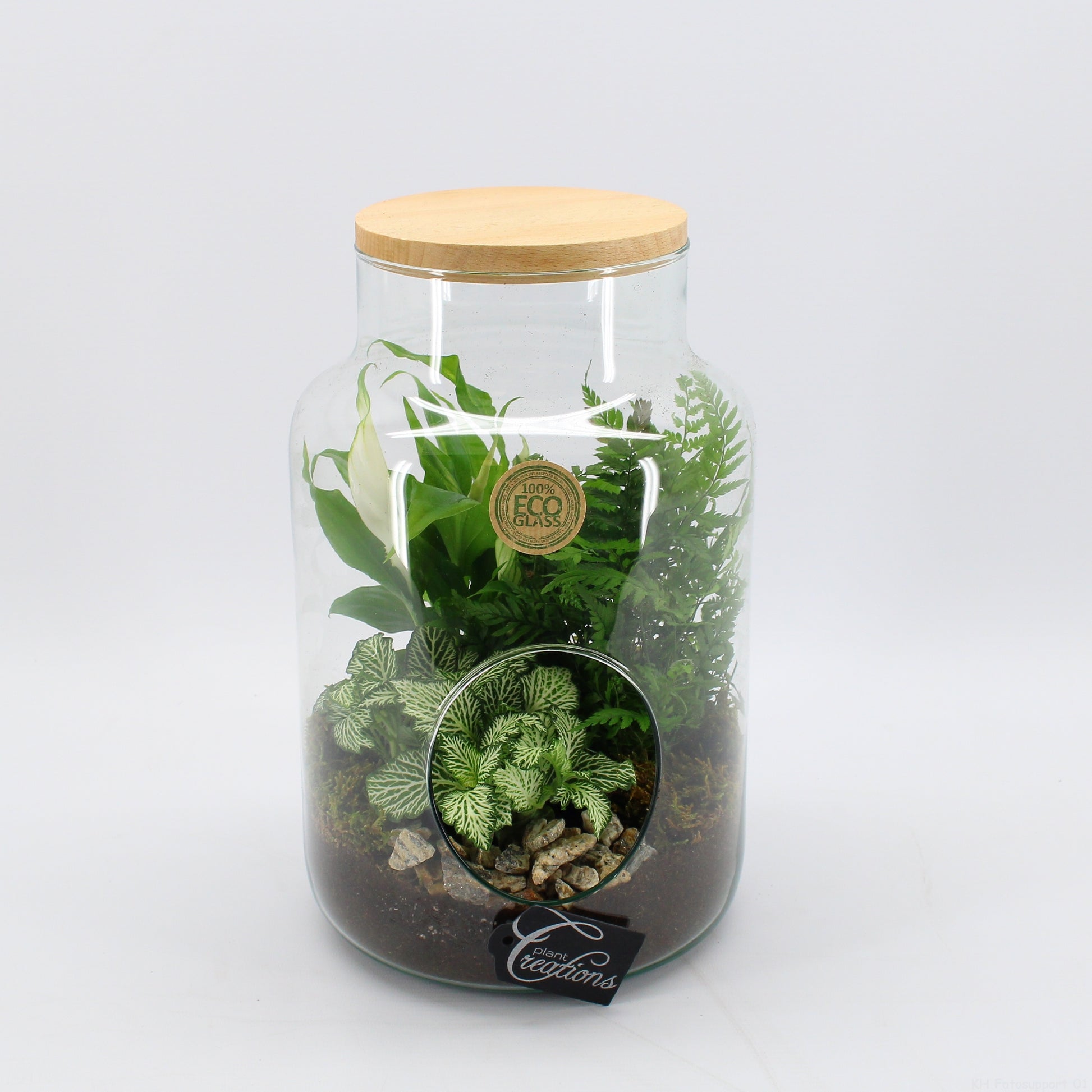 arr. Kamerplanten GRCR-2611 30cm 19cm Pot