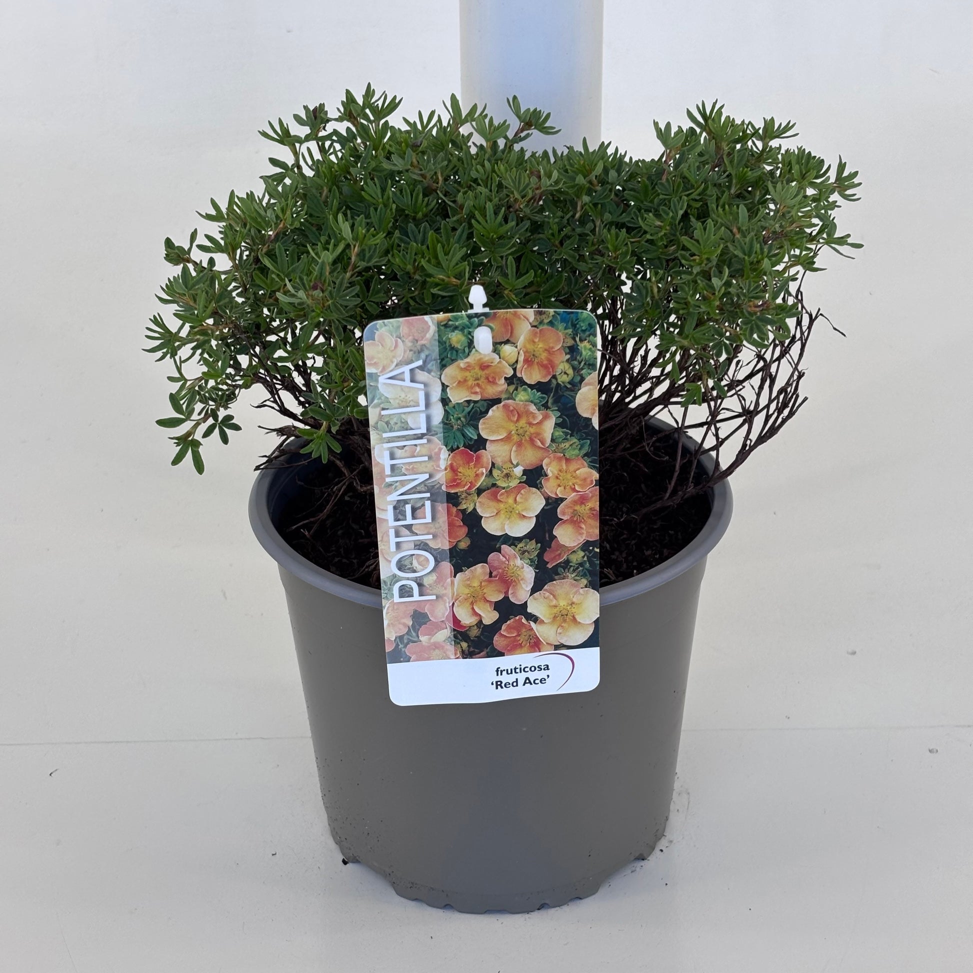 Potentilla frut. Red Ace 20cm 19cm Pot