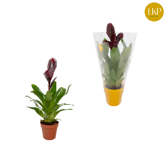Vriesea Cathy 35cm 10.5cm Pot
