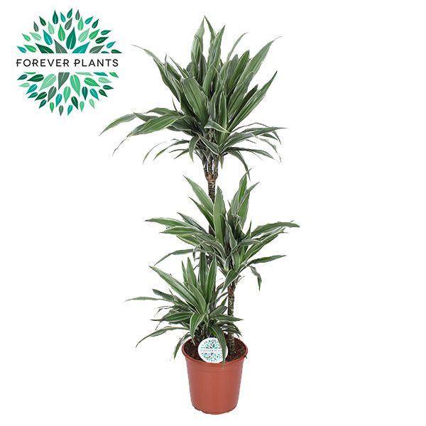 Dracaena fragrans Warneckei 75-30-10 125cm 24cm Pot