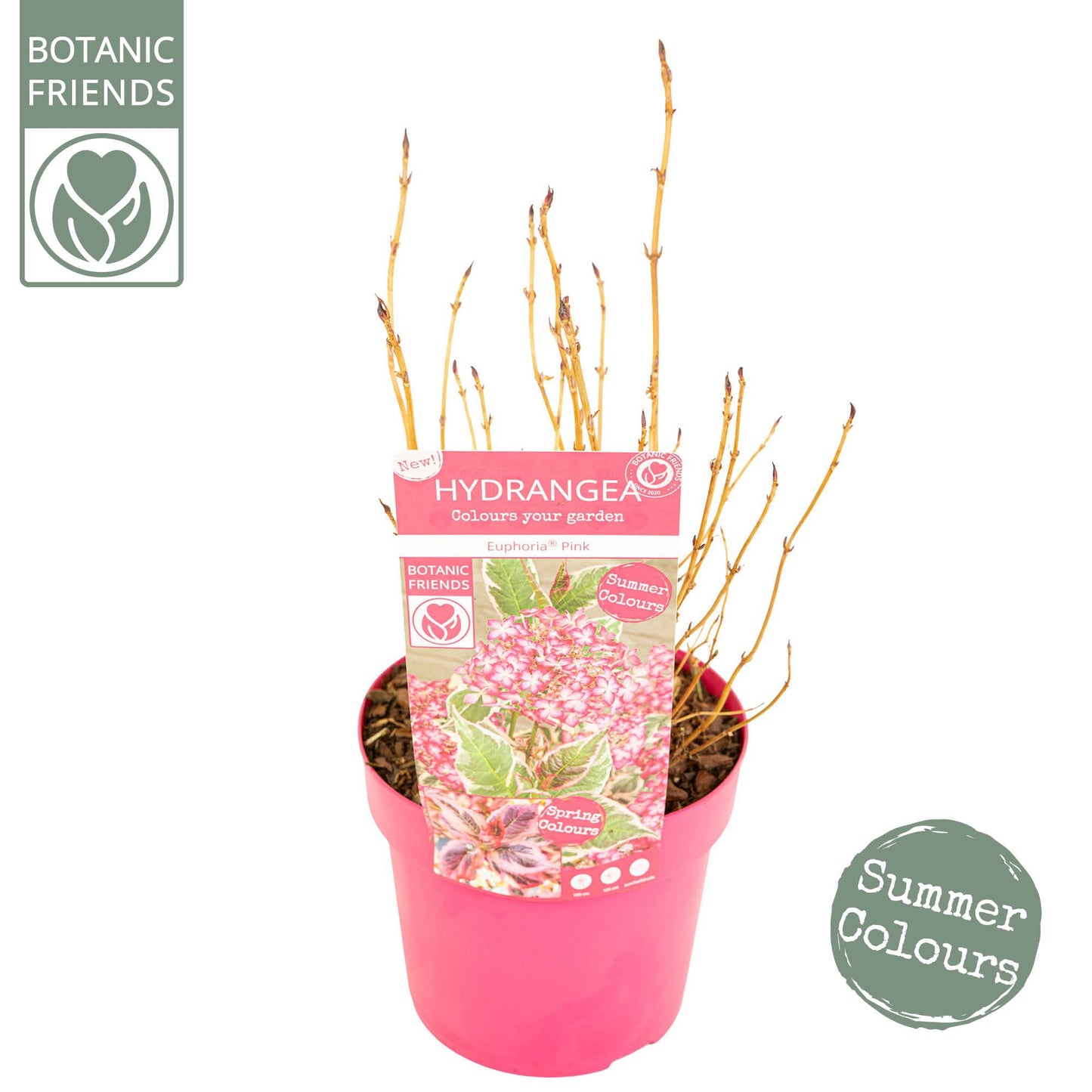 Hydrangea Euphoria Pink 40cm 19cm Pot