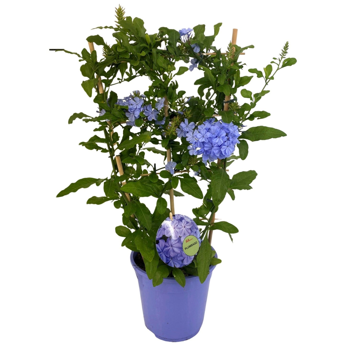 Plumbago auriculata 60cm 19cm Pot