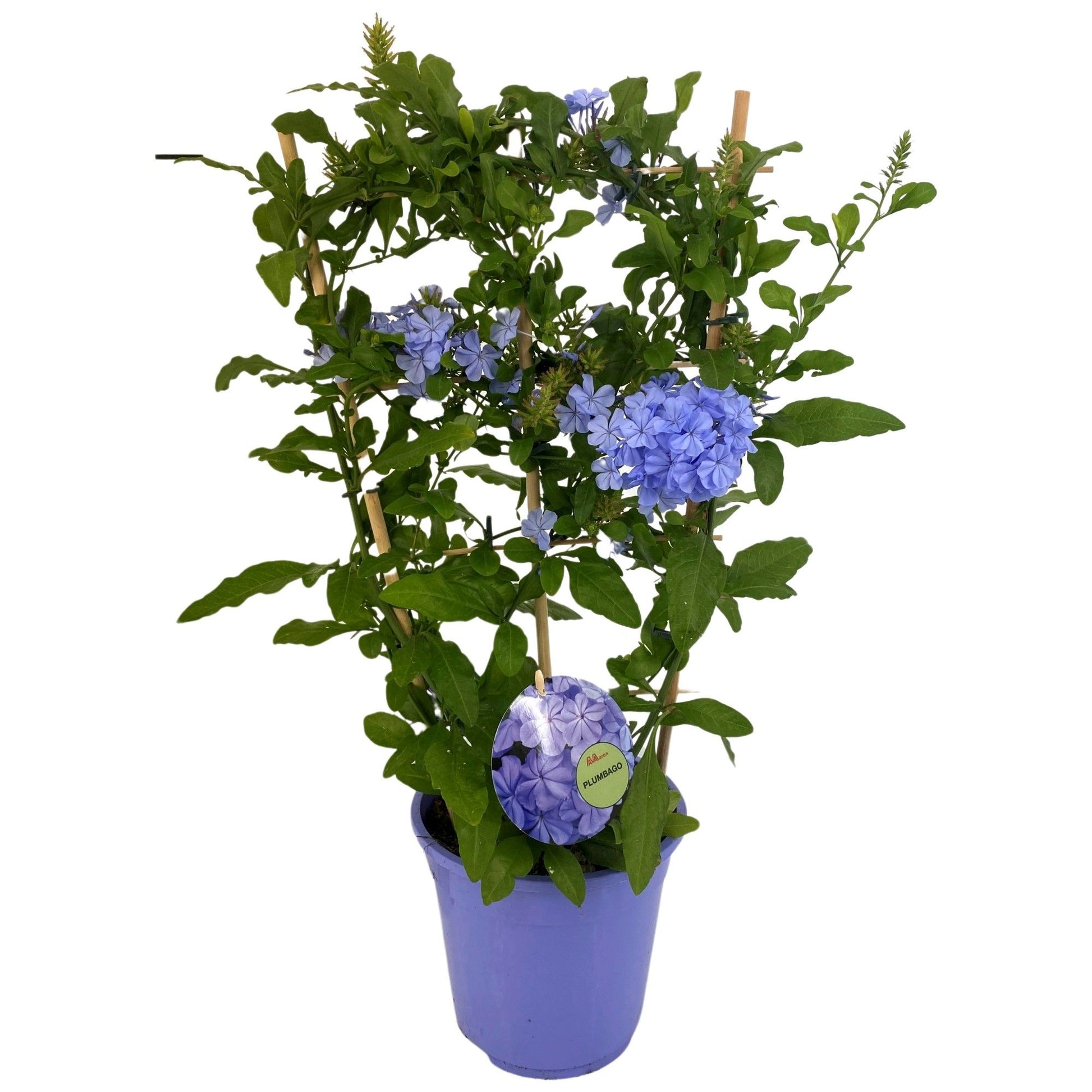 Plumbago auriculata 60cm 19cm Pot
