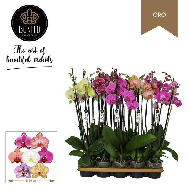 Phalaenopsis mix Oro 60cm 12cm Pot