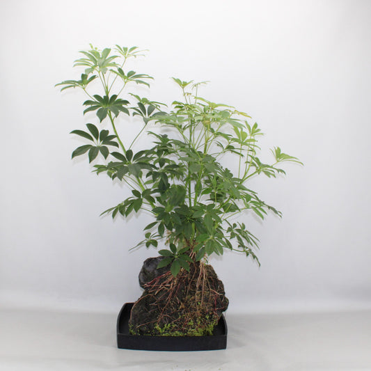 Lova XXL Schefflera arborescens 80cm 40cm Pot
