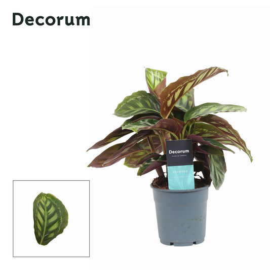 Calathea Moonlight 30cm 12cm Pot