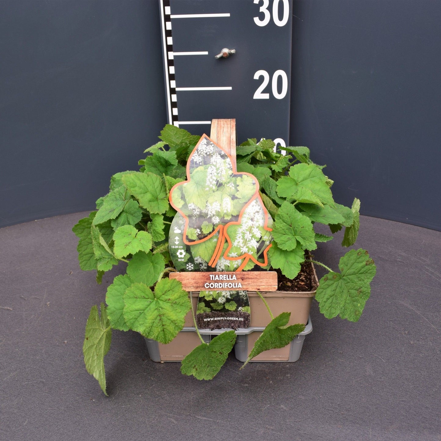 Tiarella cordifolia 6-pack 5cm 9cm Pot