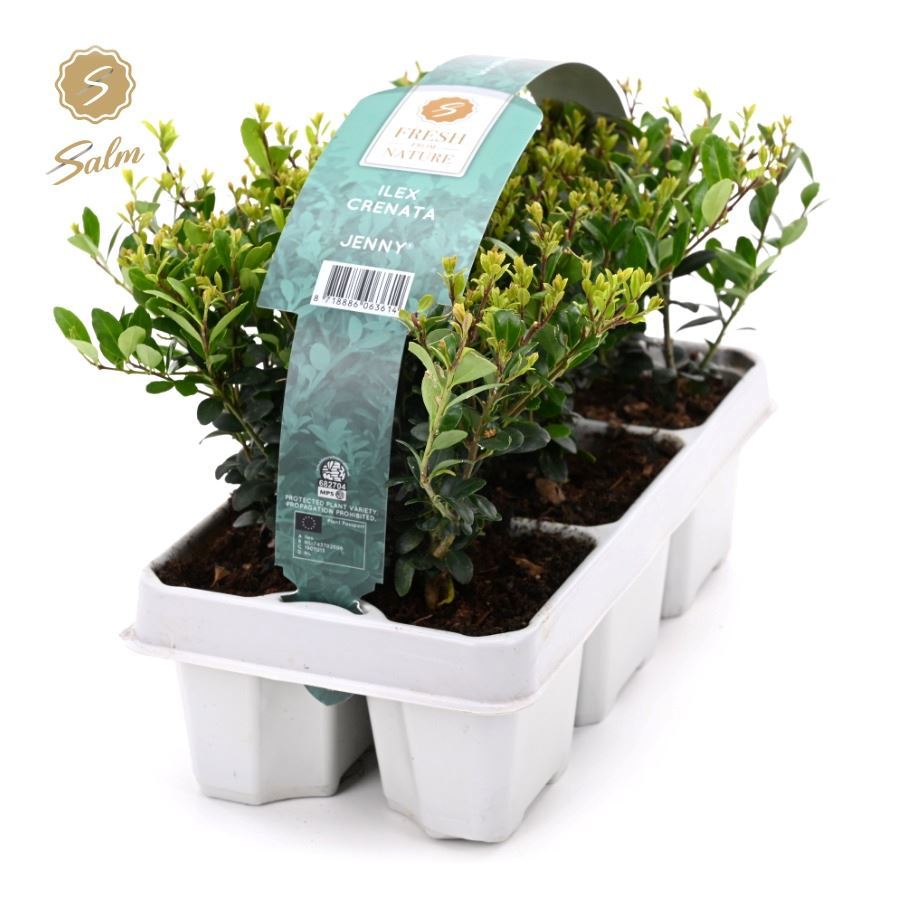 Ilex crenata Jenny 6-Pack 15cm 1cm Pot