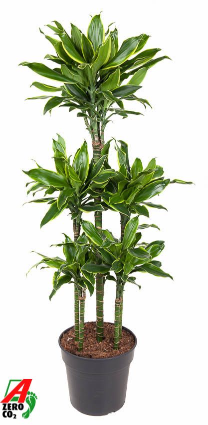 Dracaena fragrans Golden Coast 150cm 31cm Pot