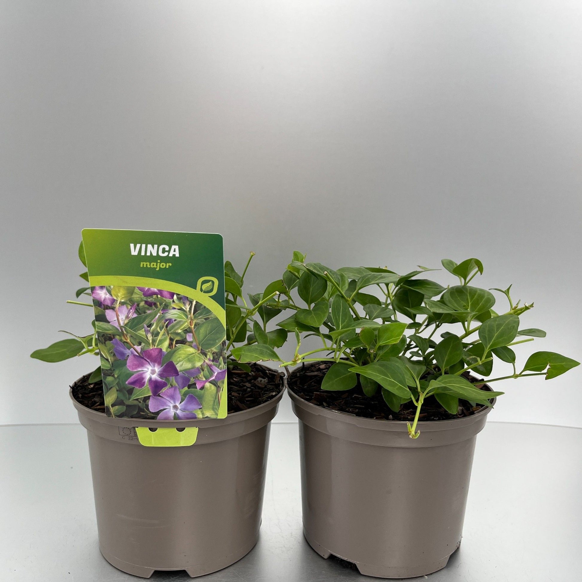 Vinca major 20cm 17cm Pot