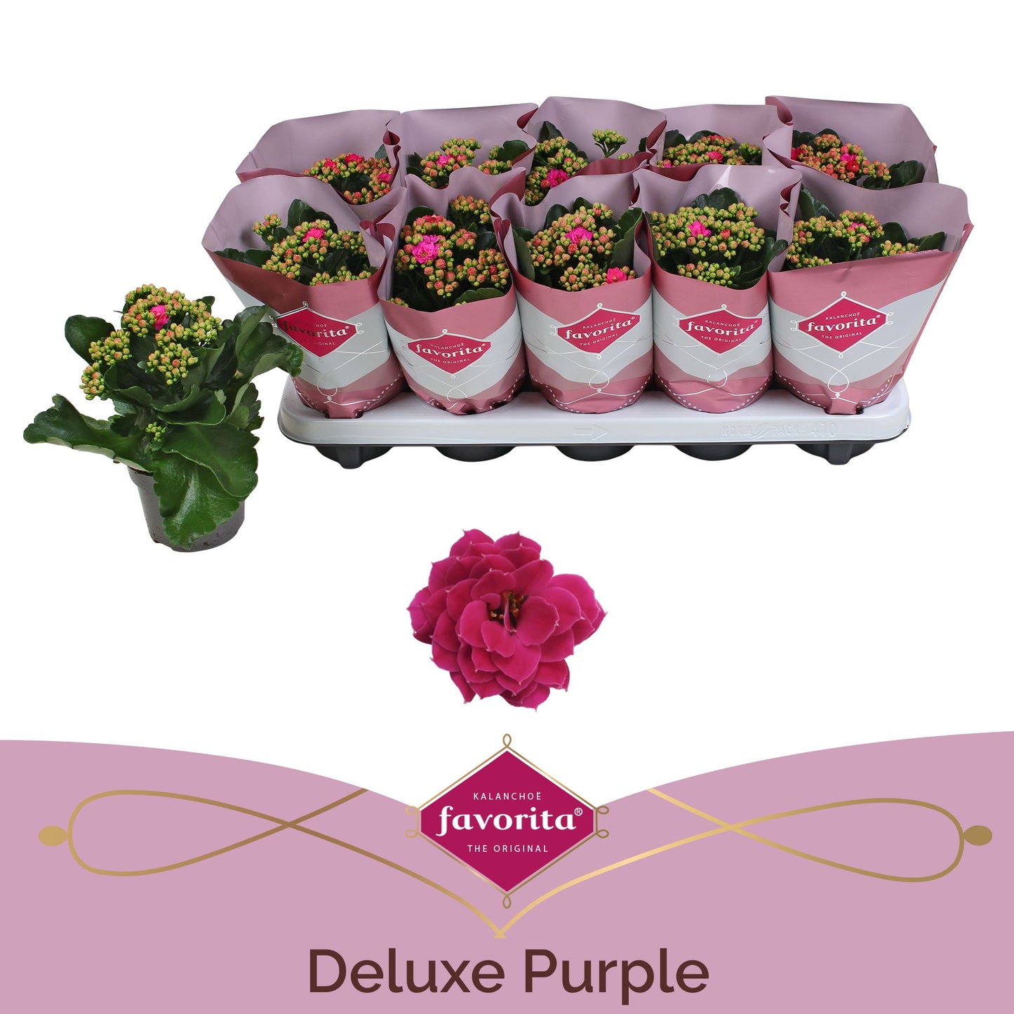 Kalanchoe Perfecta Purple 22cm 10.5cm Pot