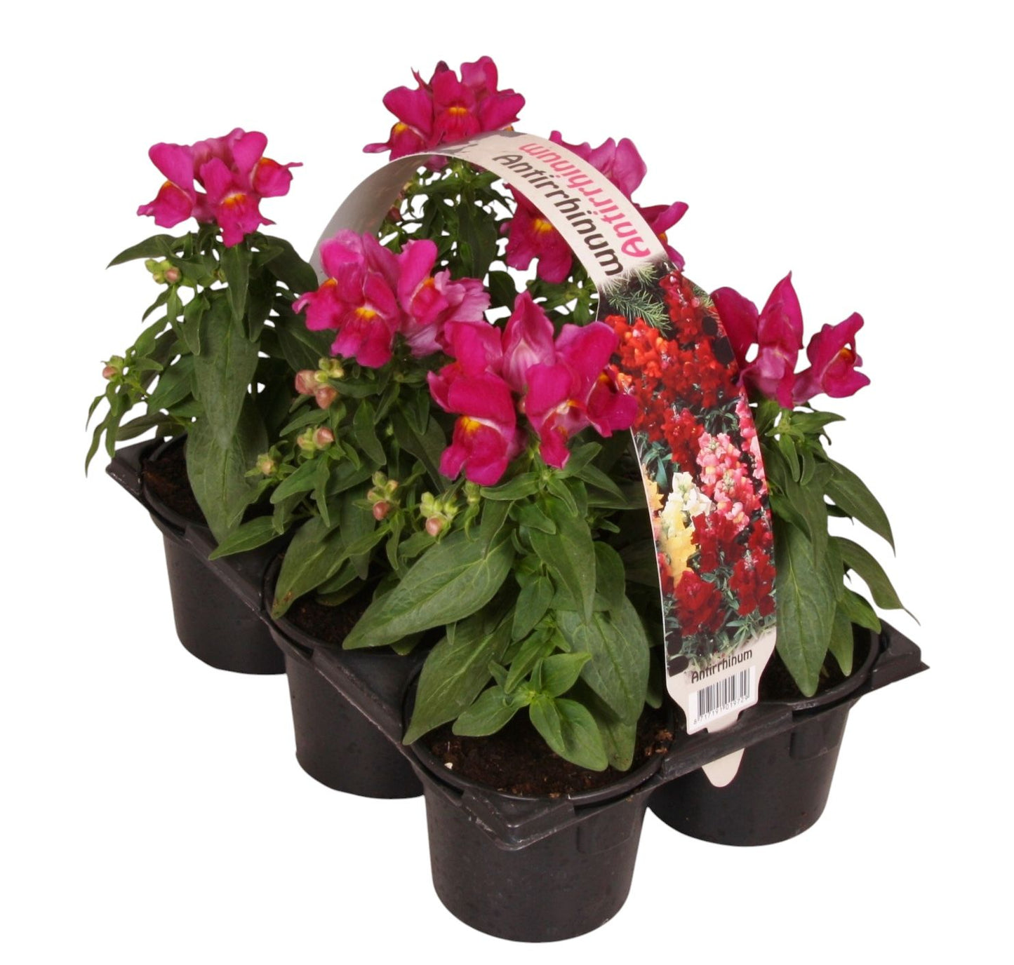 Antirrhinum purple 15cm 9cm Pot