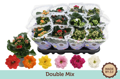 Kalanchoe mix 19cm 9cm Pot