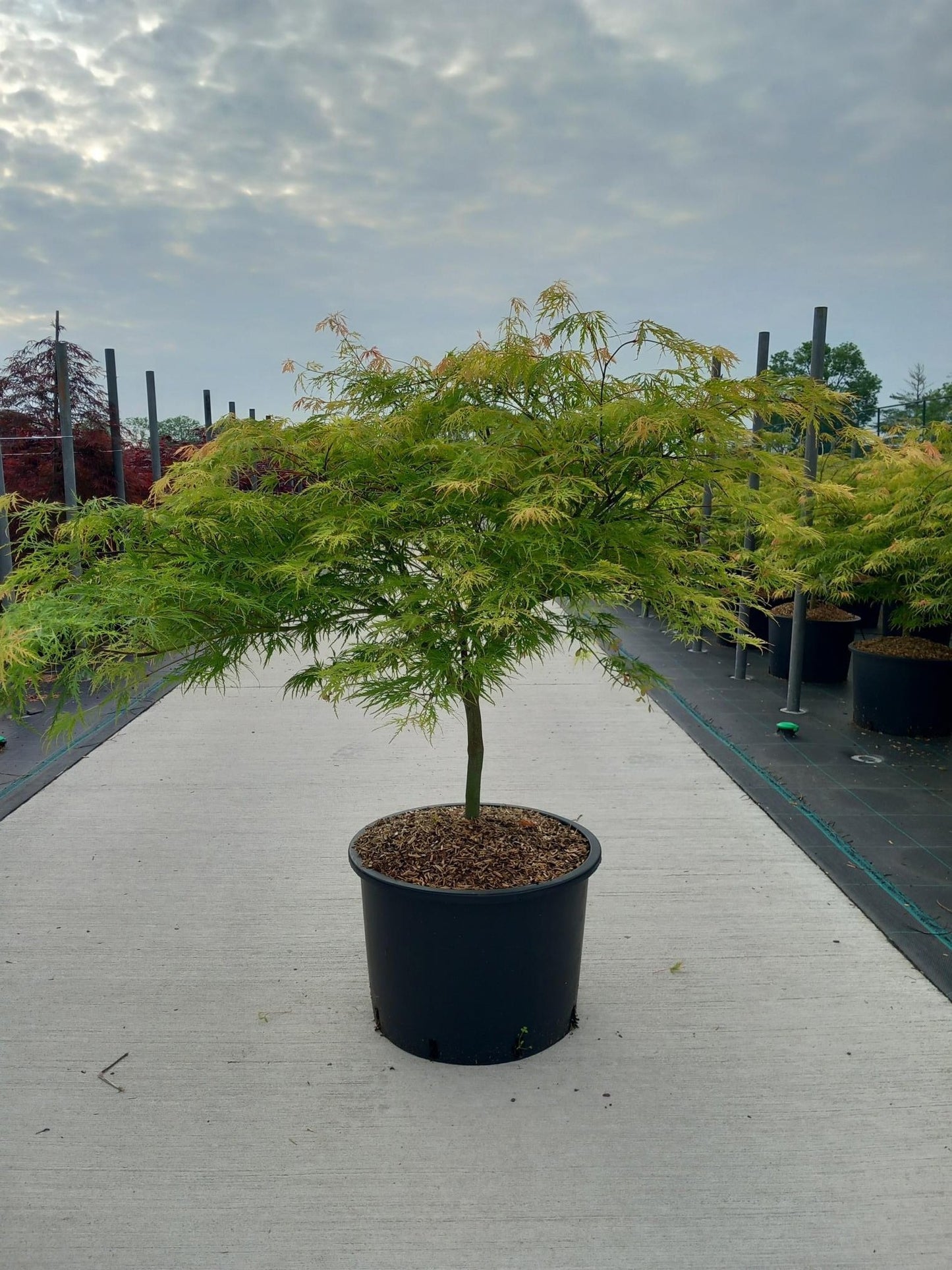 Acer Dissectum 80cm 45cm Pot