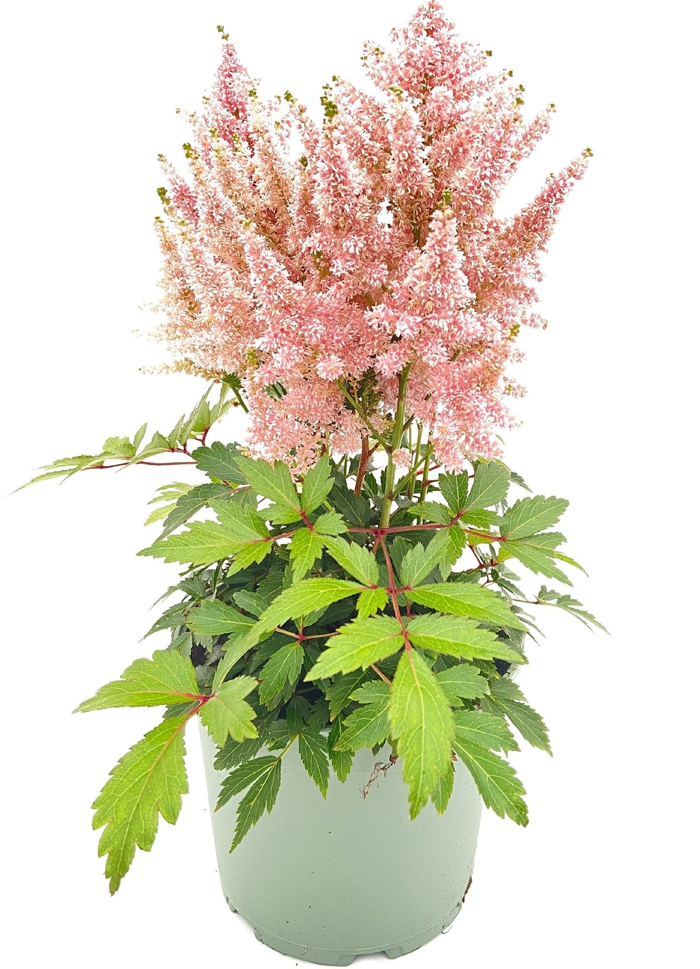 Astilbe Younique Salmon 45cm 17cm Pot