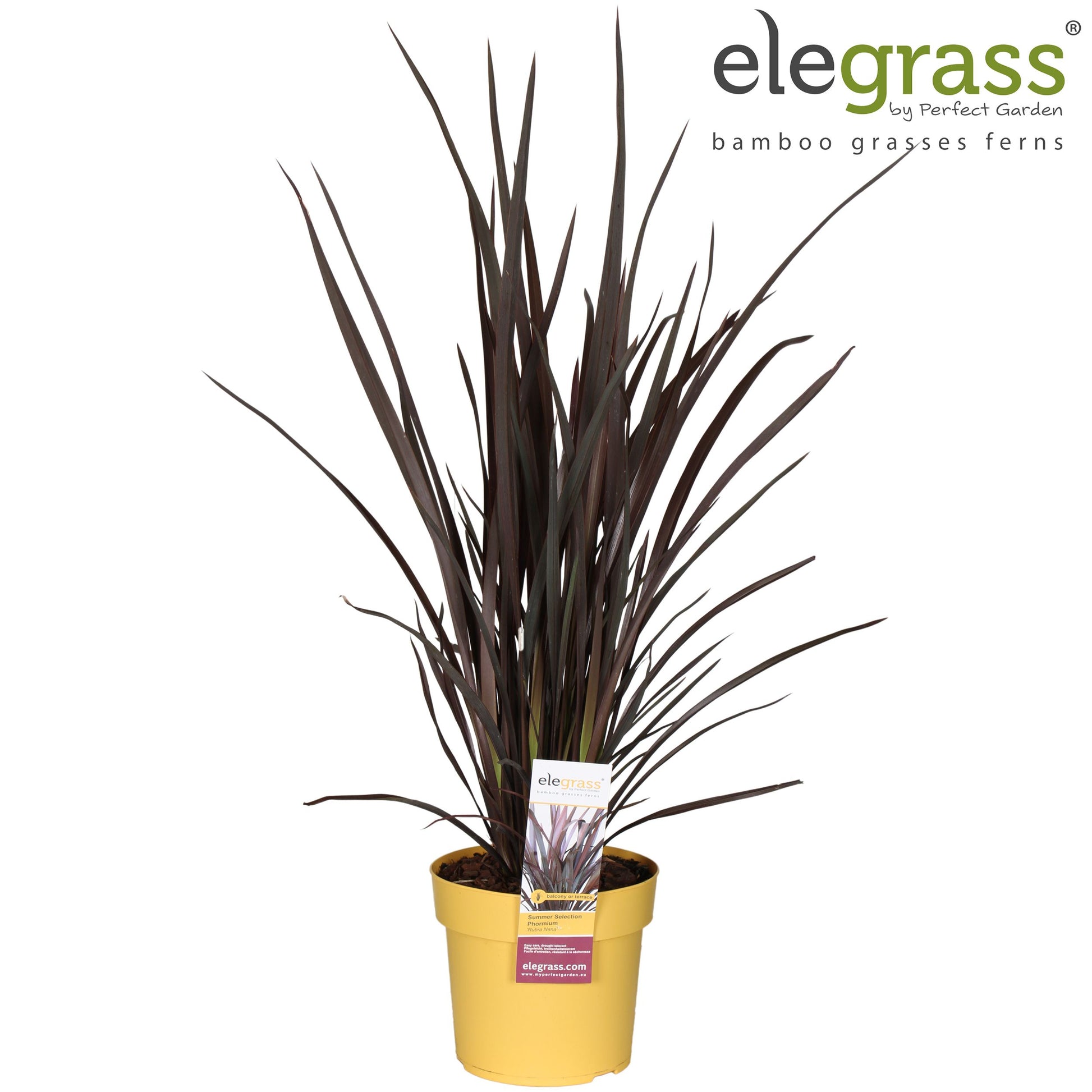 Phormium Rubra Nana 65cm 19cm Pot
