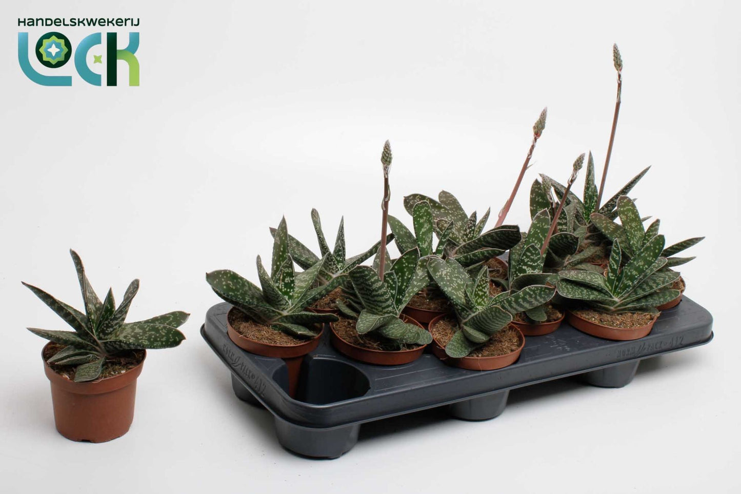 Gasteria Amour 18cm 510cm Pot