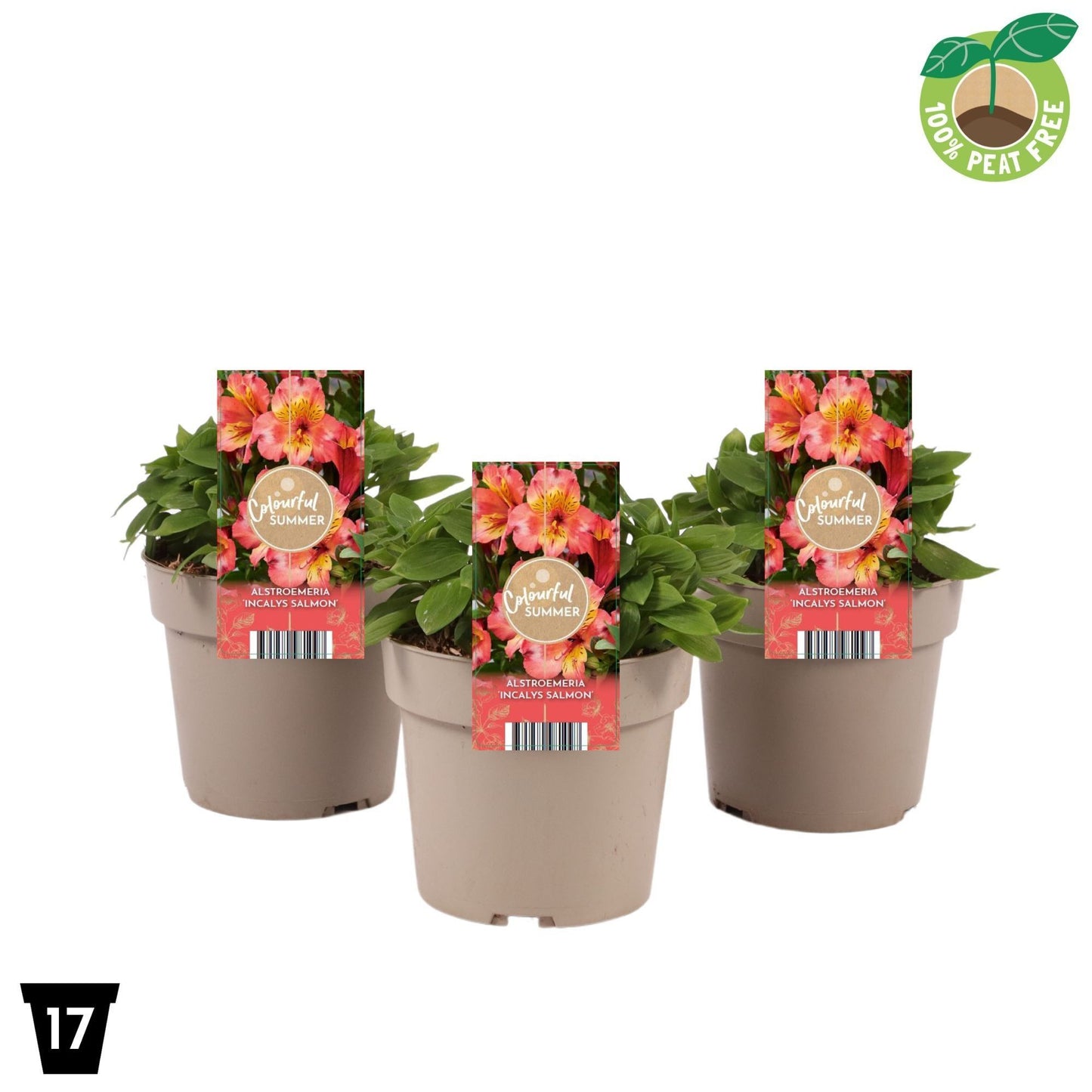 Alstroemeria Incalys Salmon 30cm 17cm Pot