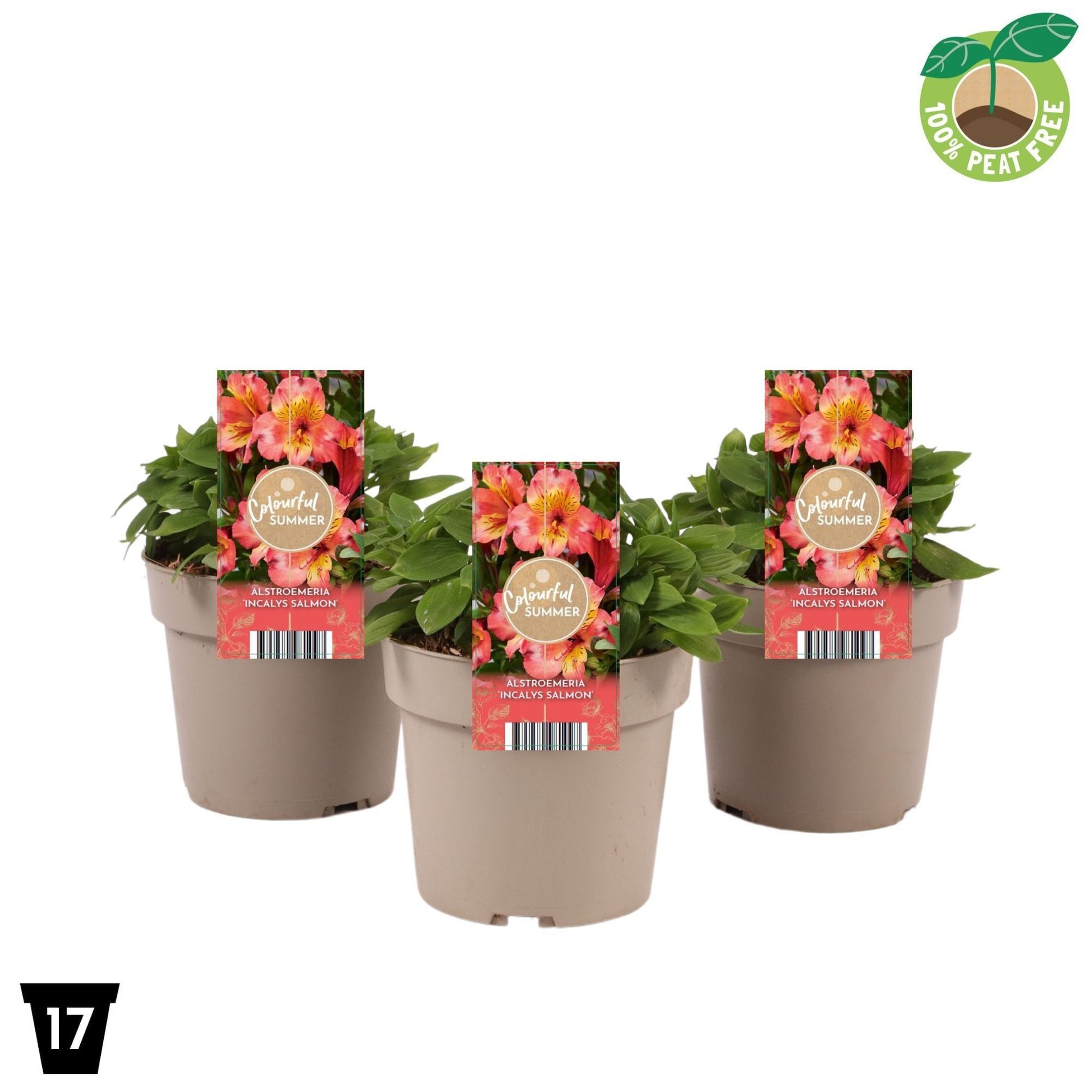 Alstroemeria Incalys Salmon 30cm 17cm Pot