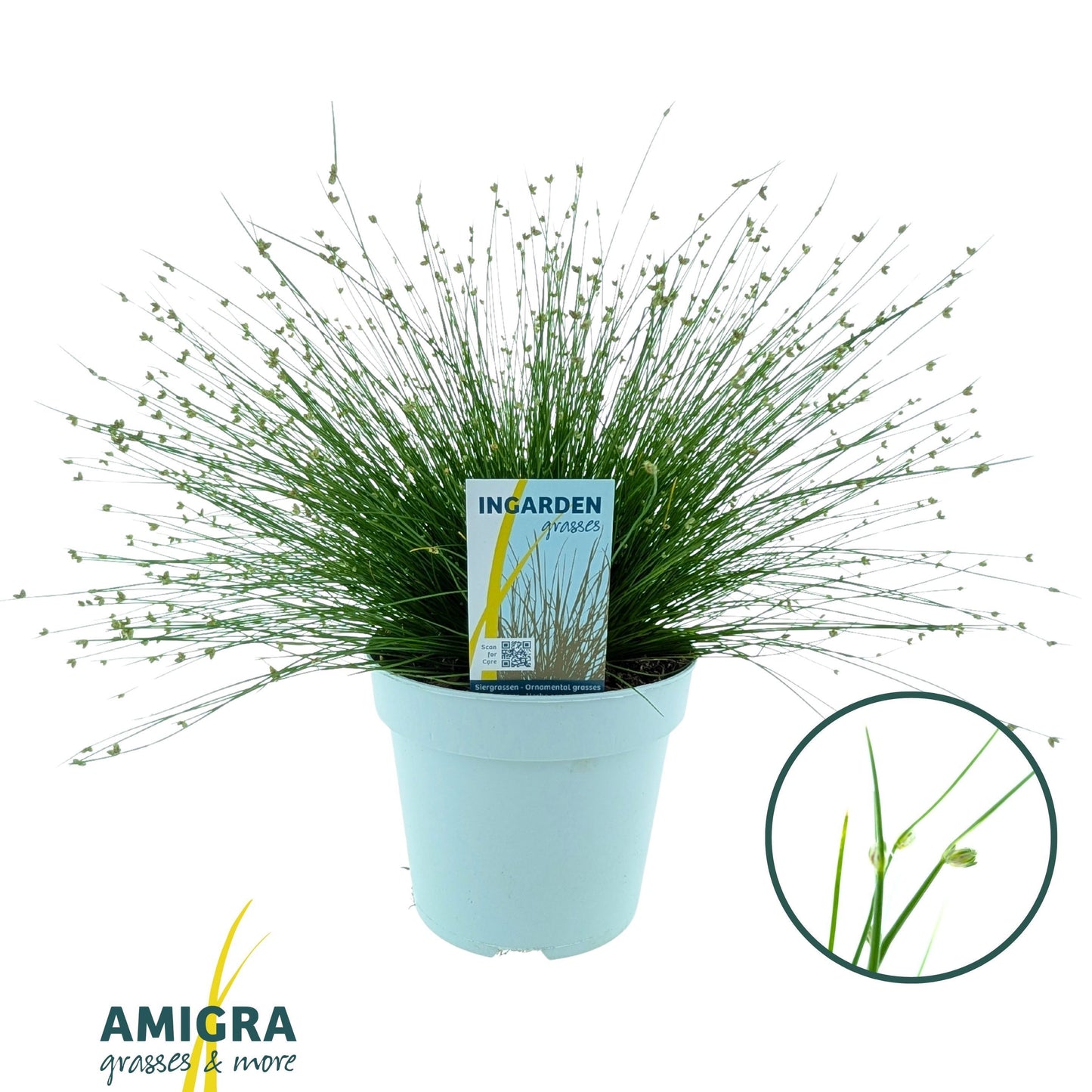Isolepis cernua 40cm 17cm Pot