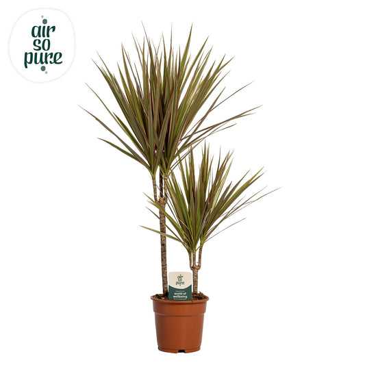 Dracaena Bicolor 75cm 17cm Pot