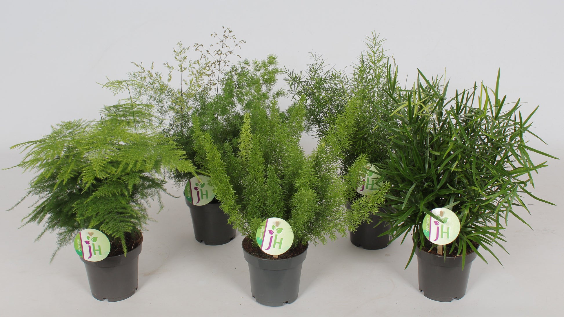 Asparagus mix 35cm 12cm Pot