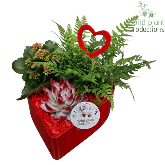 arr. Kamerplanten VE028RED 23cm 22cm Pot