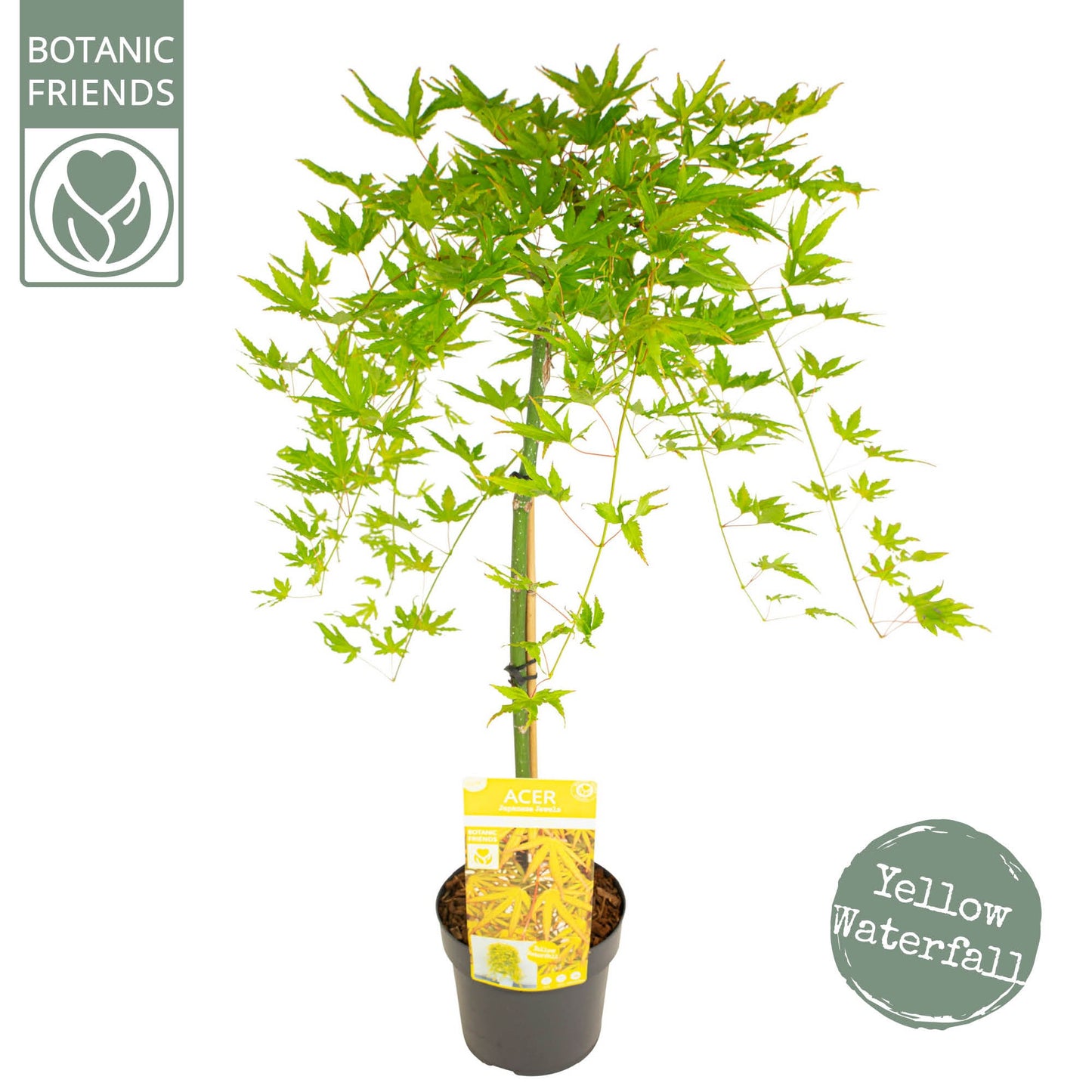 Acer palmatum Cascade Citrine 80cm 19cm Pot