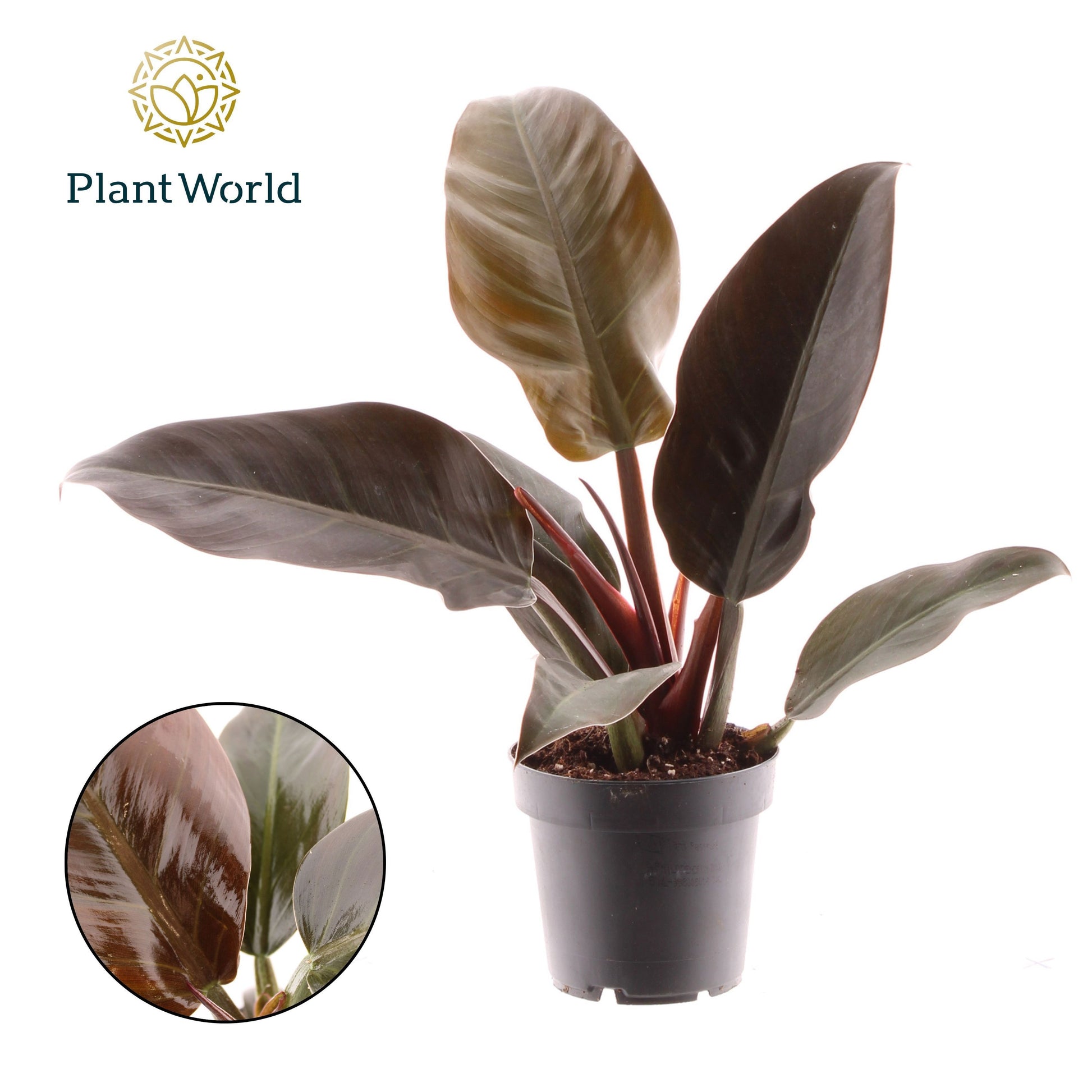 Philodendron Imperial Red 40cm 12cm Pot