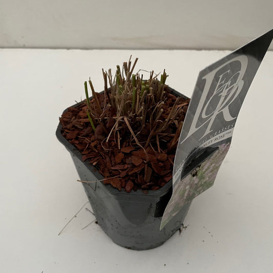 Pennisetum Karley Rose 50cm 17cm Pot