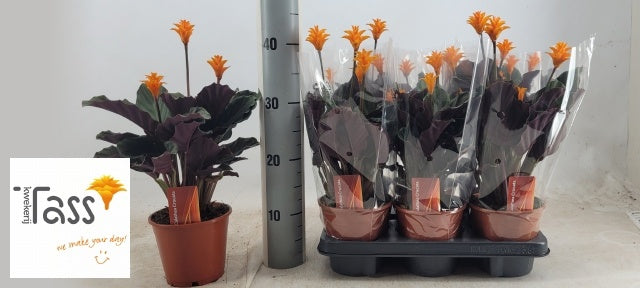 Calathea crocata 40cm 14cm Pot