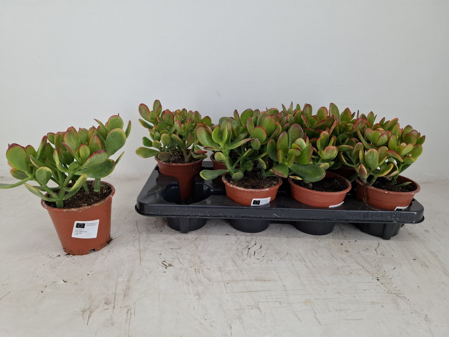 Crassula Sunset Pack of 8